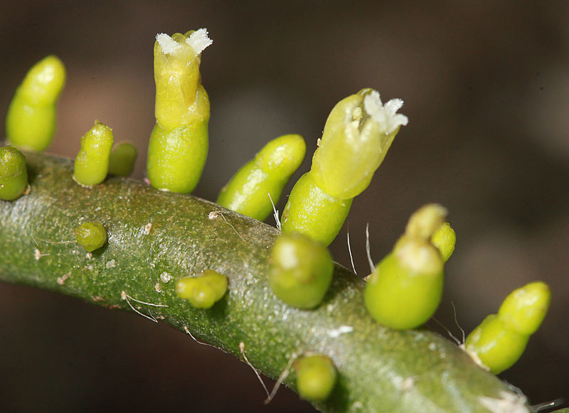 Rhipsalis grandiflora